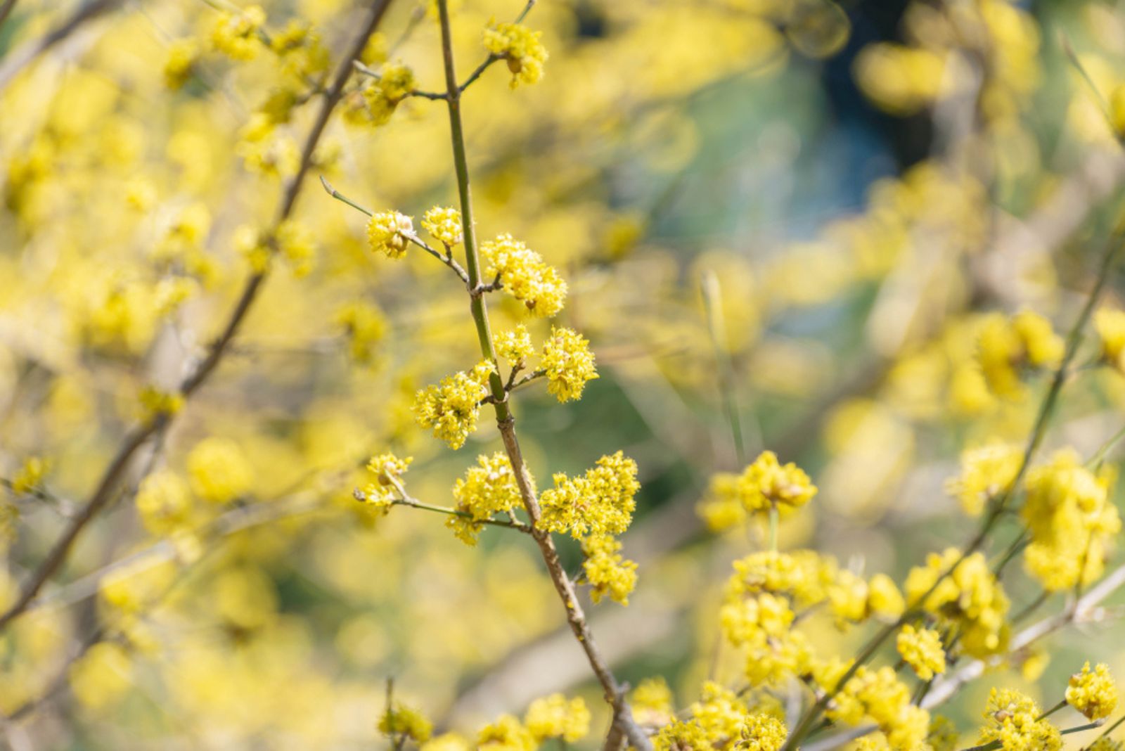 Spicebush