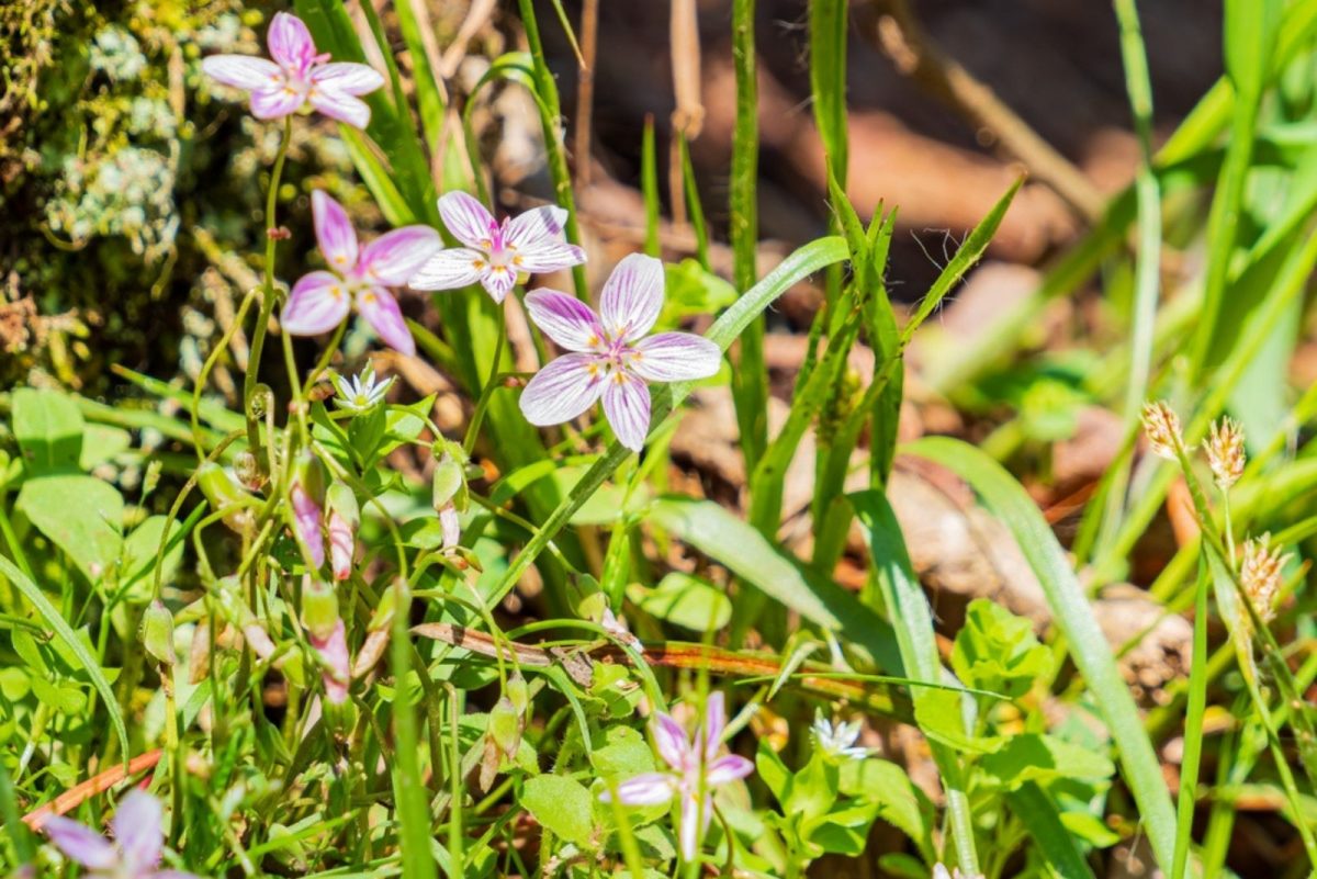 22 Native Plants That Flourish In Shade