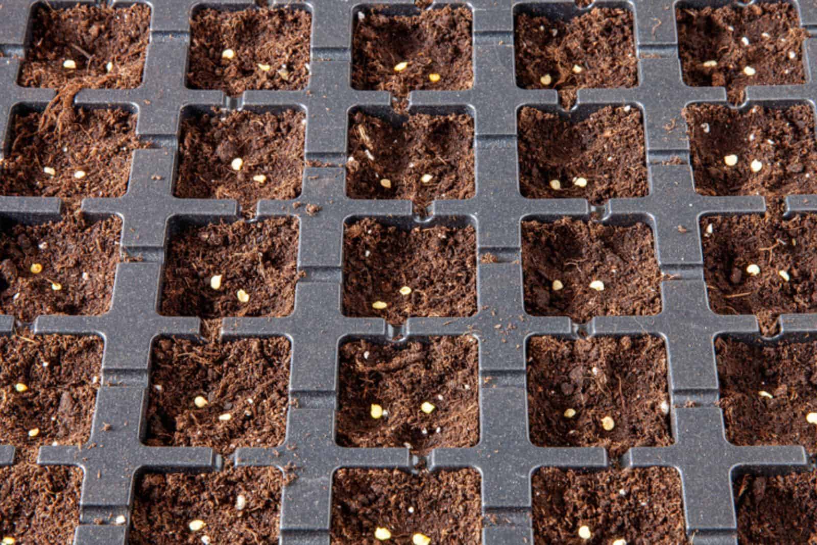 Starting tray for seed germination with freshly planted seeds