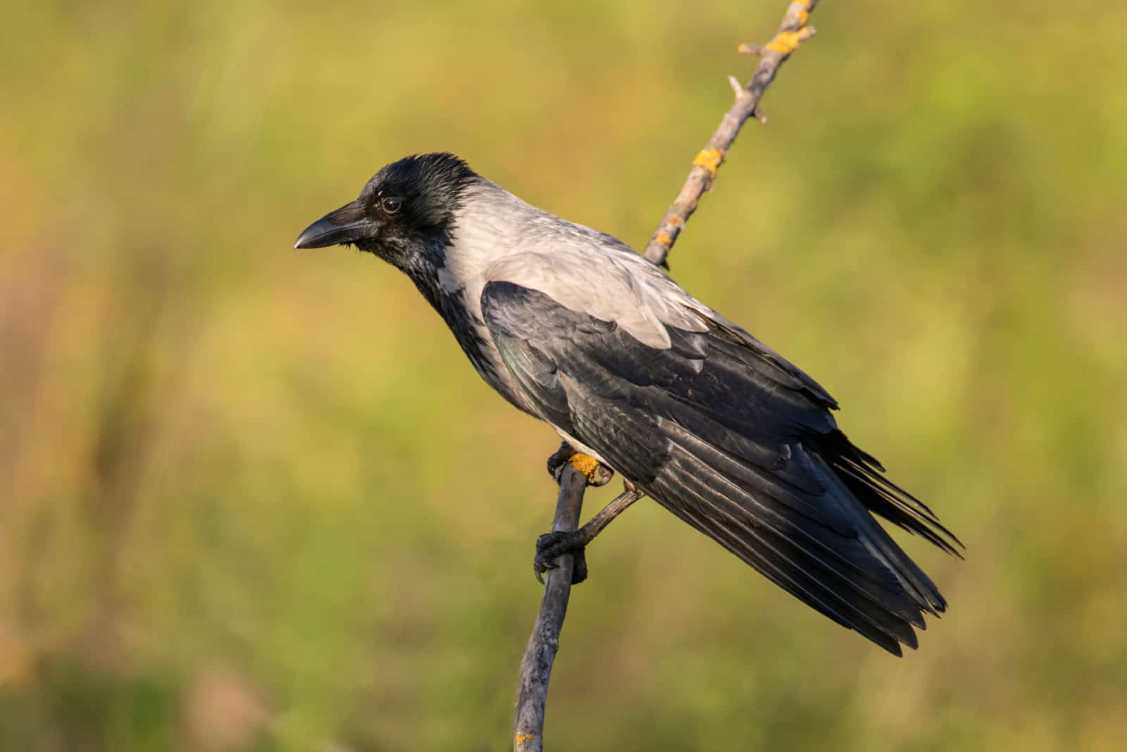 The hooded crow (Corvus cornix)