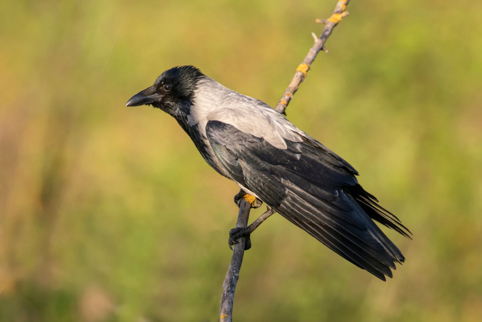 How To Attract Crows To Make Your Garden Pest Free