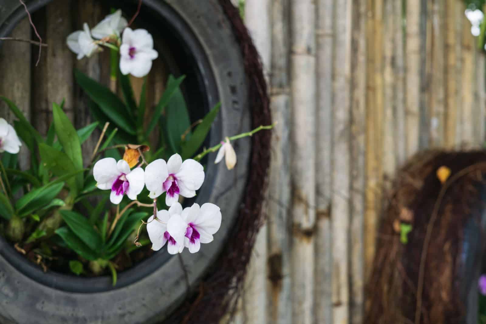The white orchid were planted in the recycle tires in the garden.