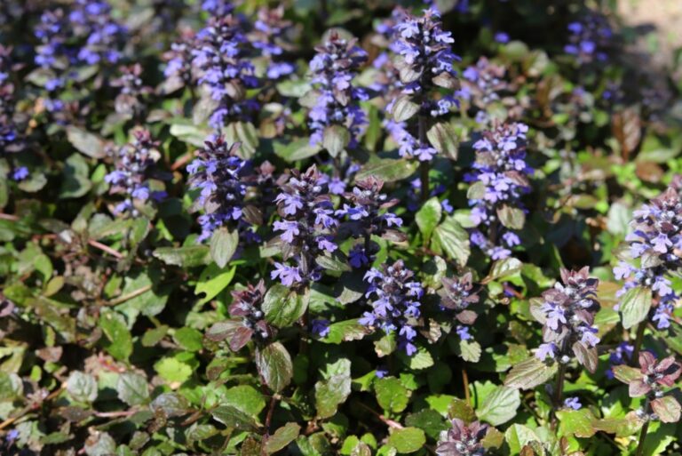 ajuga ground cover