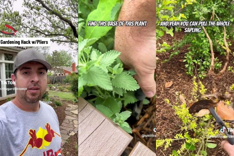 This Gardening Hack For Removing Unwanted Plants Is A Game Changer