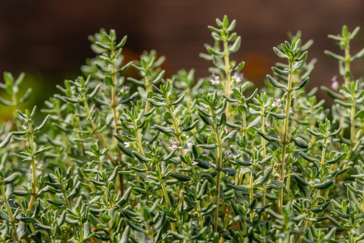 Don’t Stay Off The Lawn, Grow These 11 Walkable Ground Cover Plants Instead