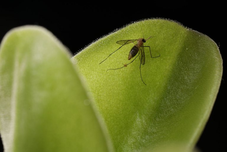 Poor insect was trapped in the carnivorous plant