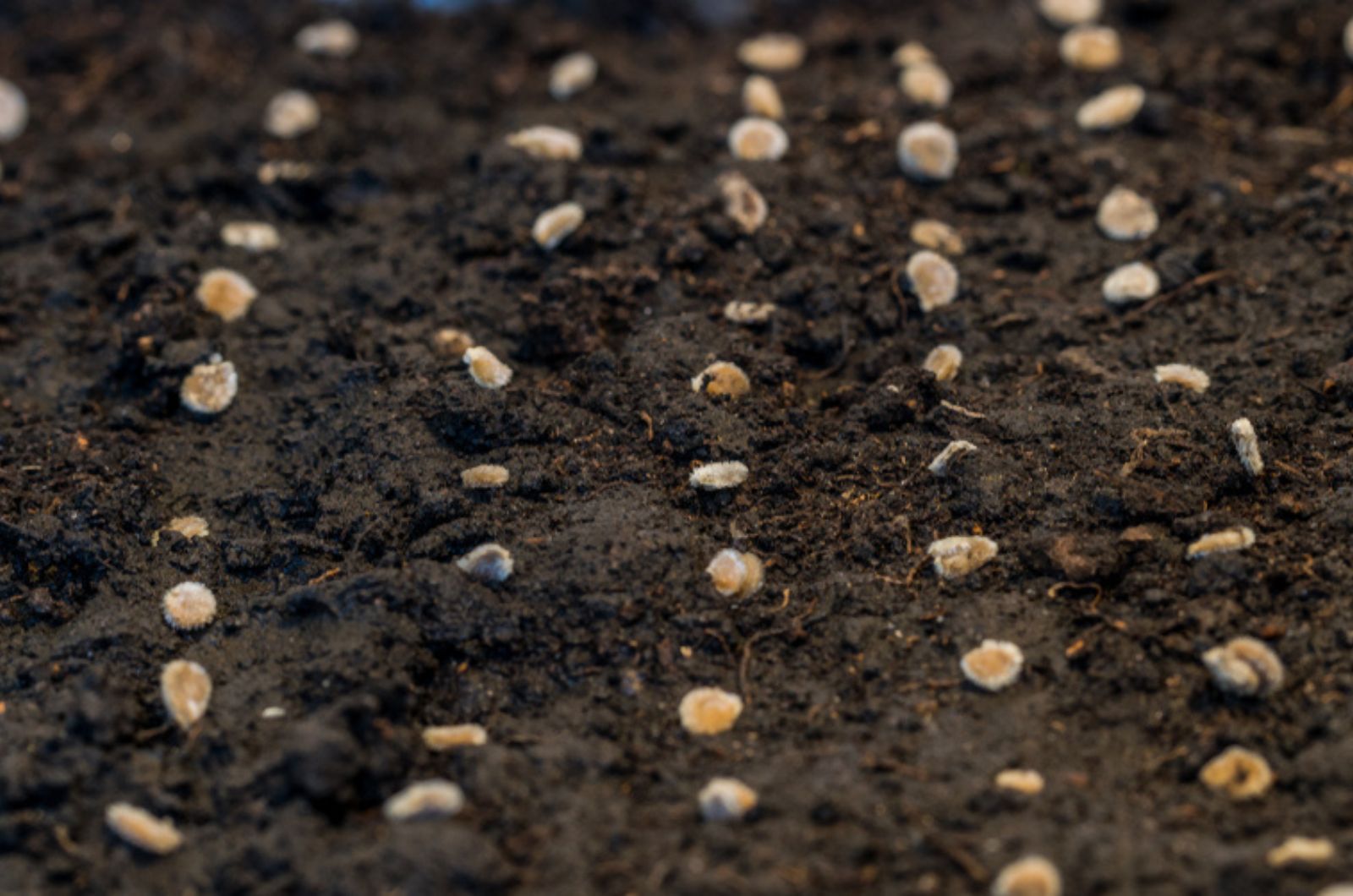 seedling in garden bed