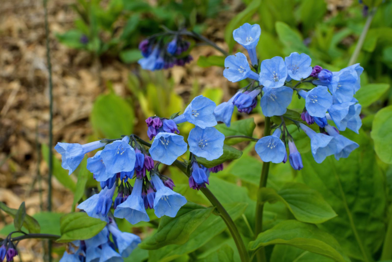 Virginia Bluebells (2)