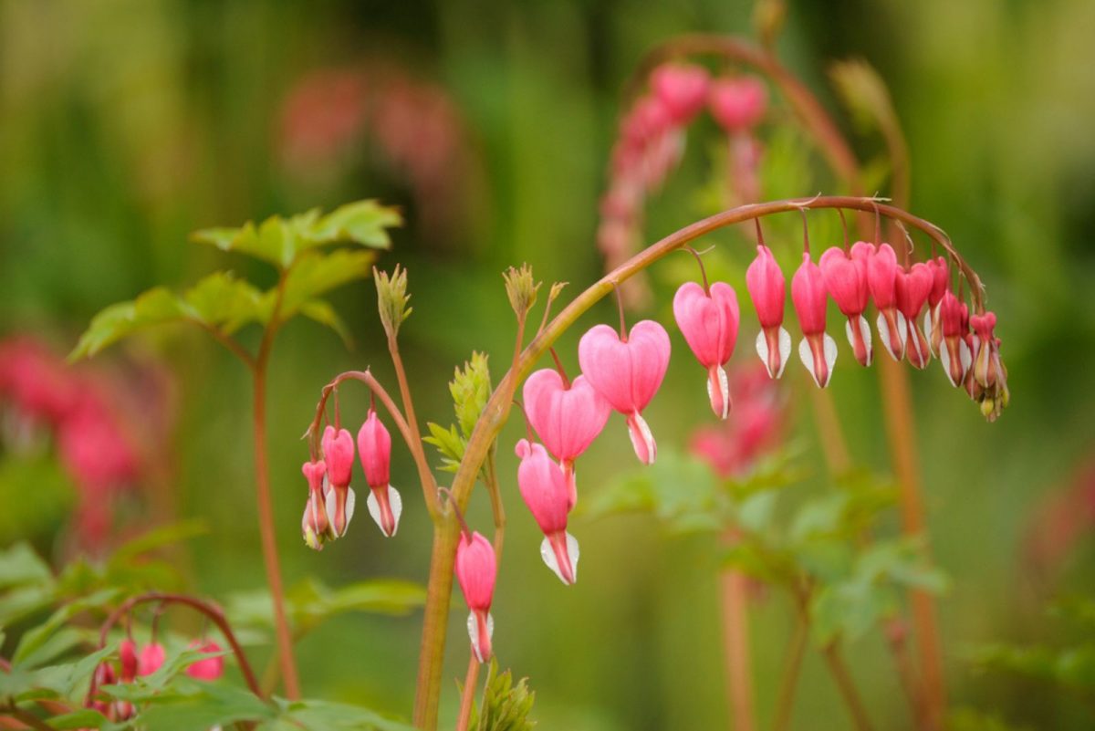 22 Native Plants That Flourish In Shade