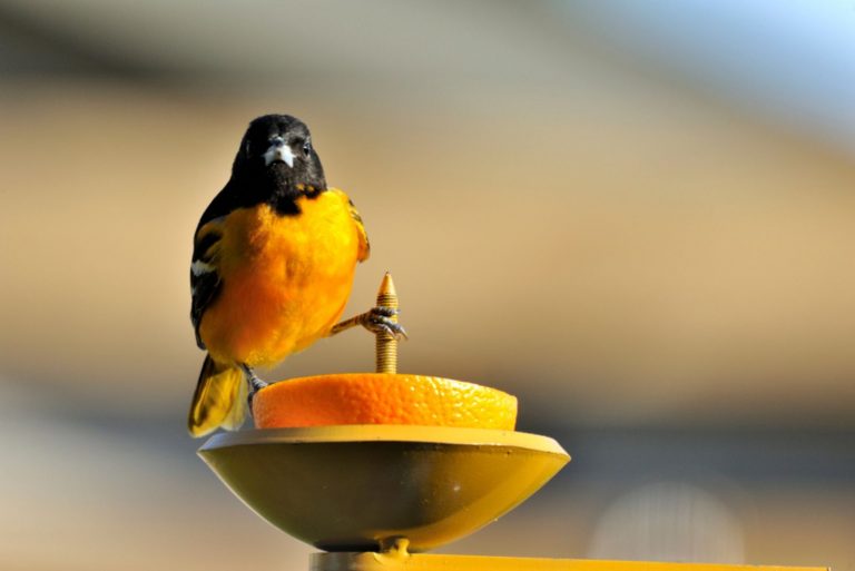 beautiful oriole bird