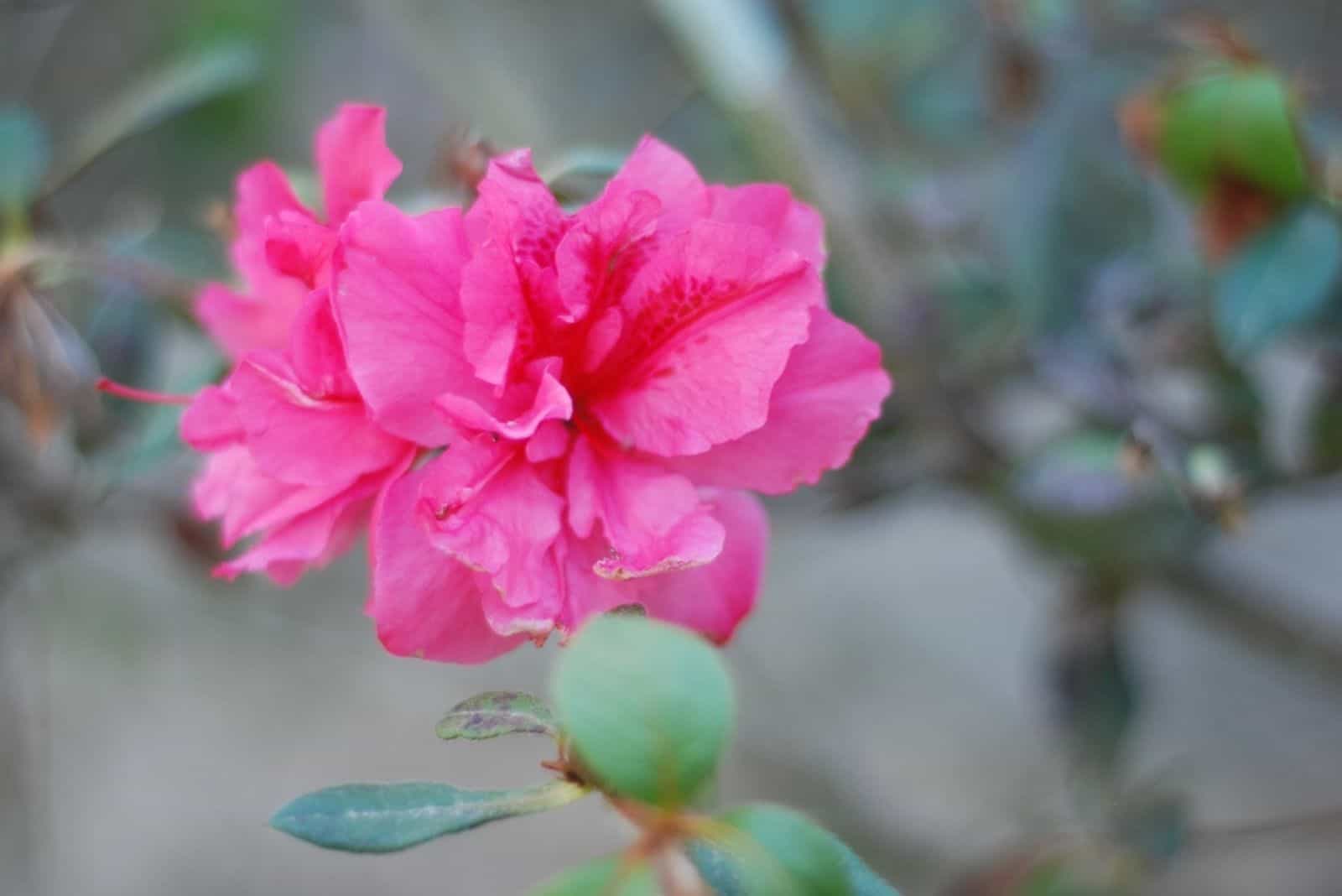 beautiful azalea flower