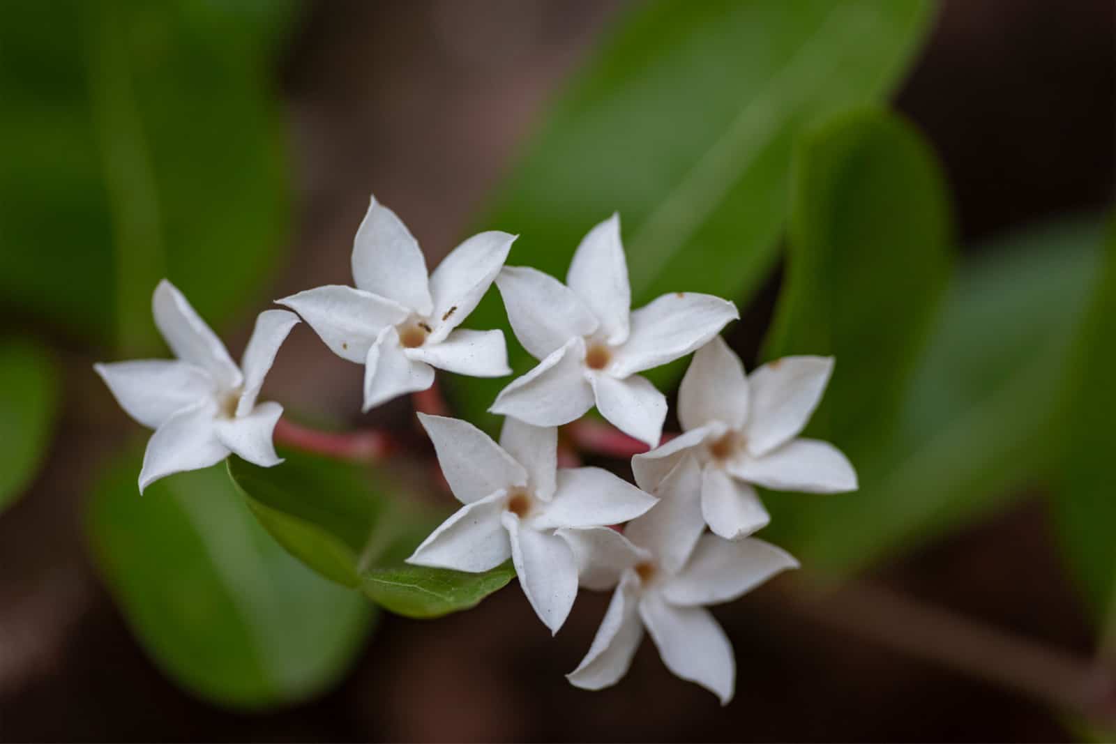 White flowers of the Abelia plant