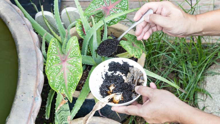 using coffee ground on plant