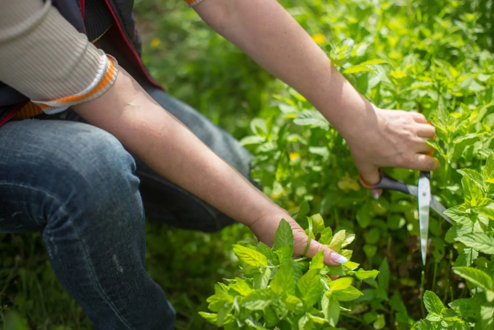 Woman farmer hands with scissors picking mint leaves