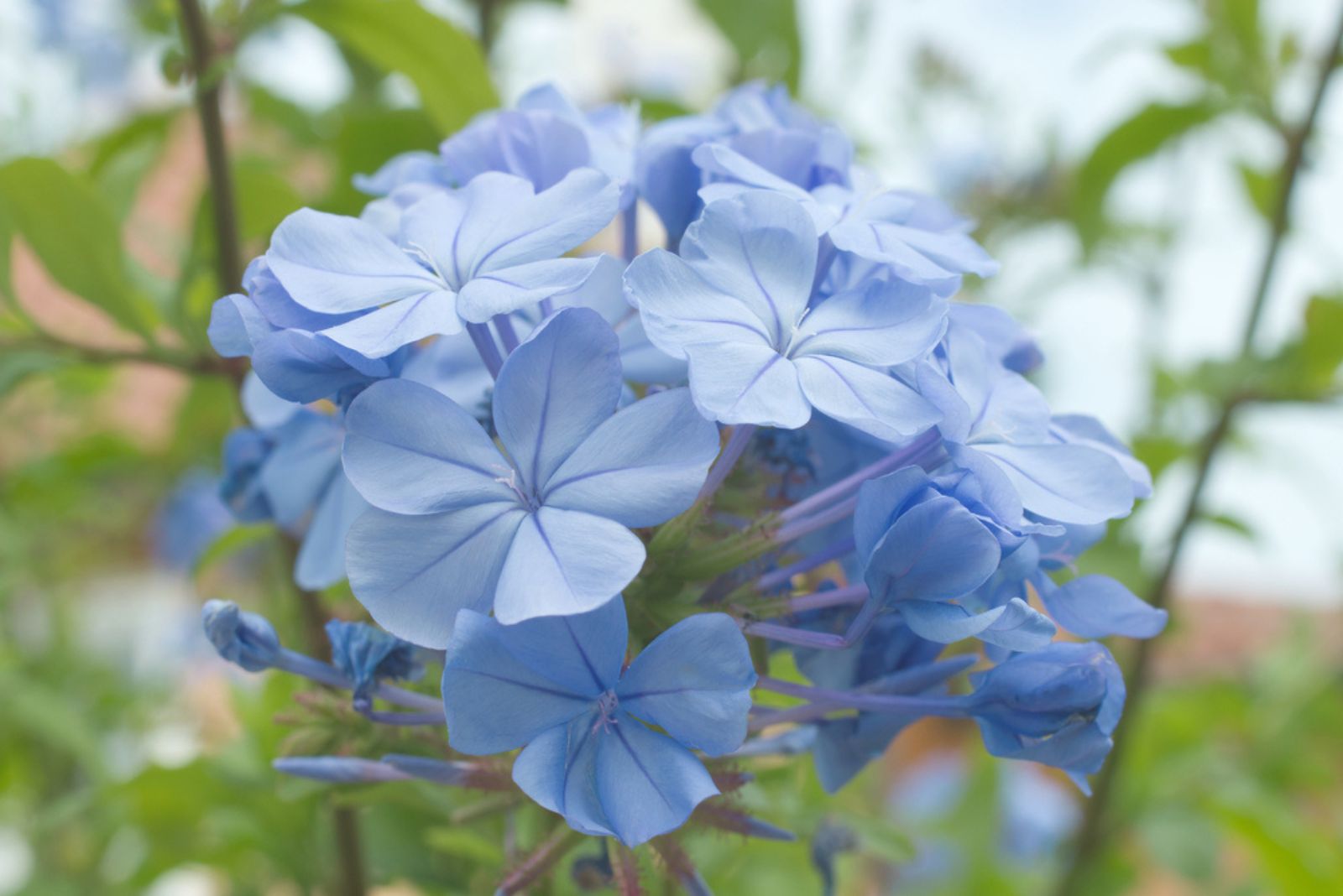 Woodland Phlox