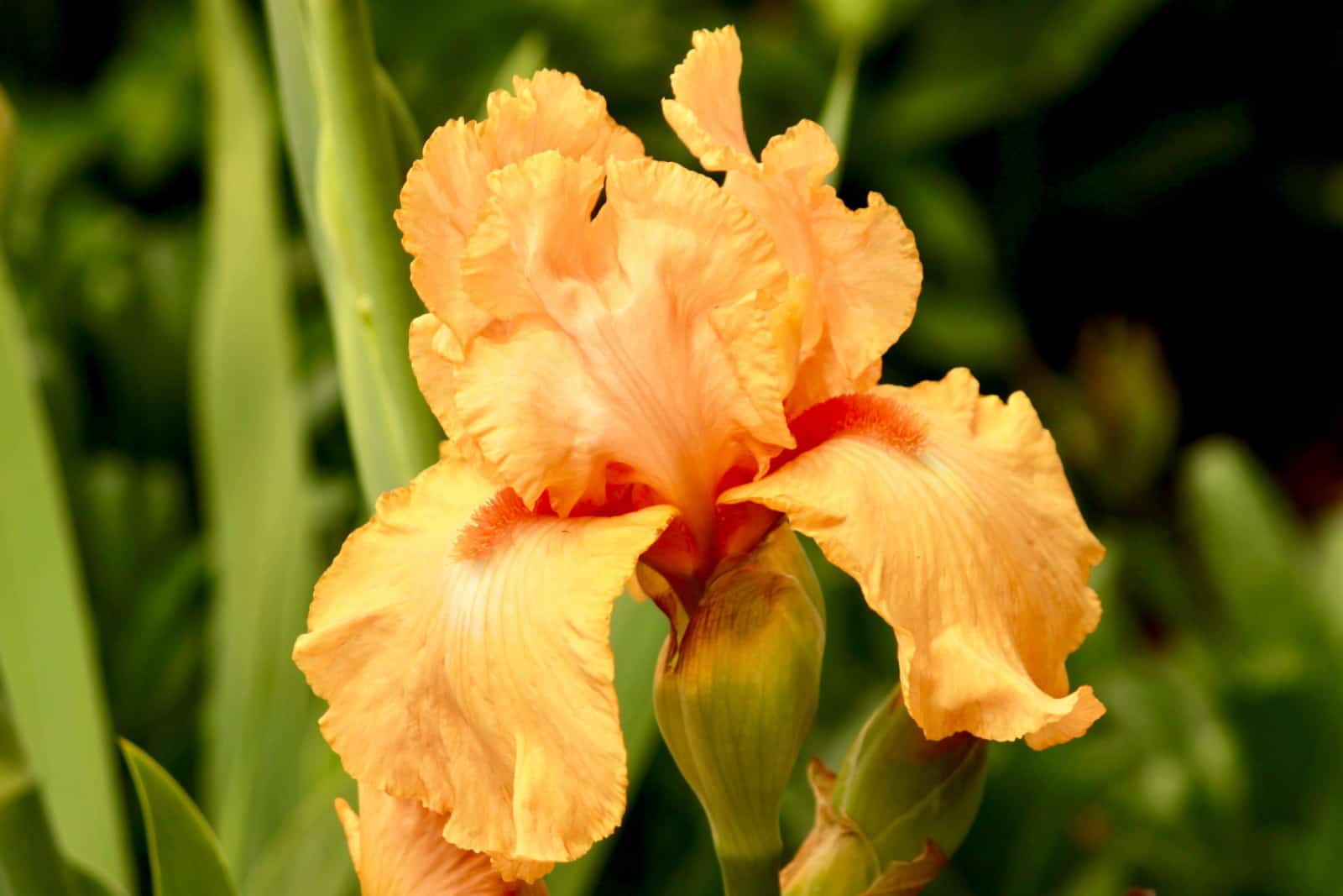 Yellow Iris flower with an orange beard