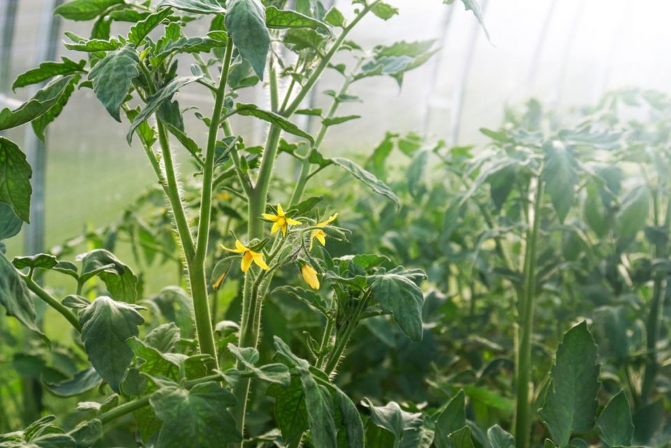 A Step By Step Guide On How To Pollinate Tomatoes By Hand 0879