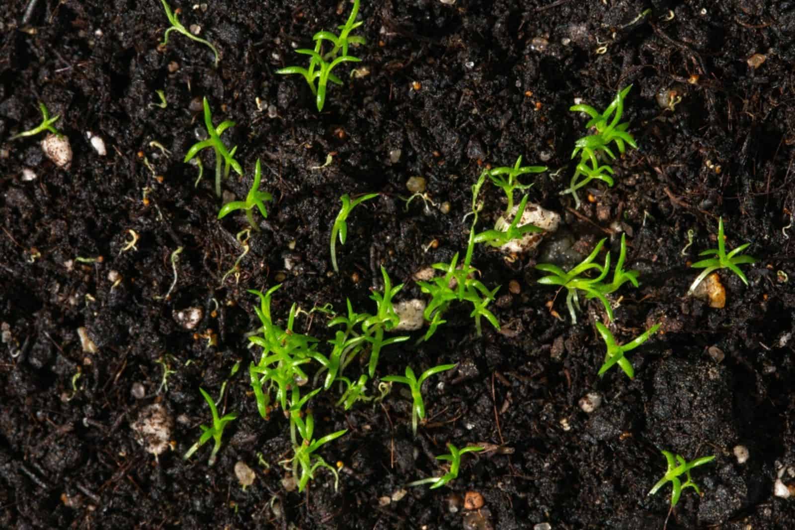 Young sprouts of Irish moss as background