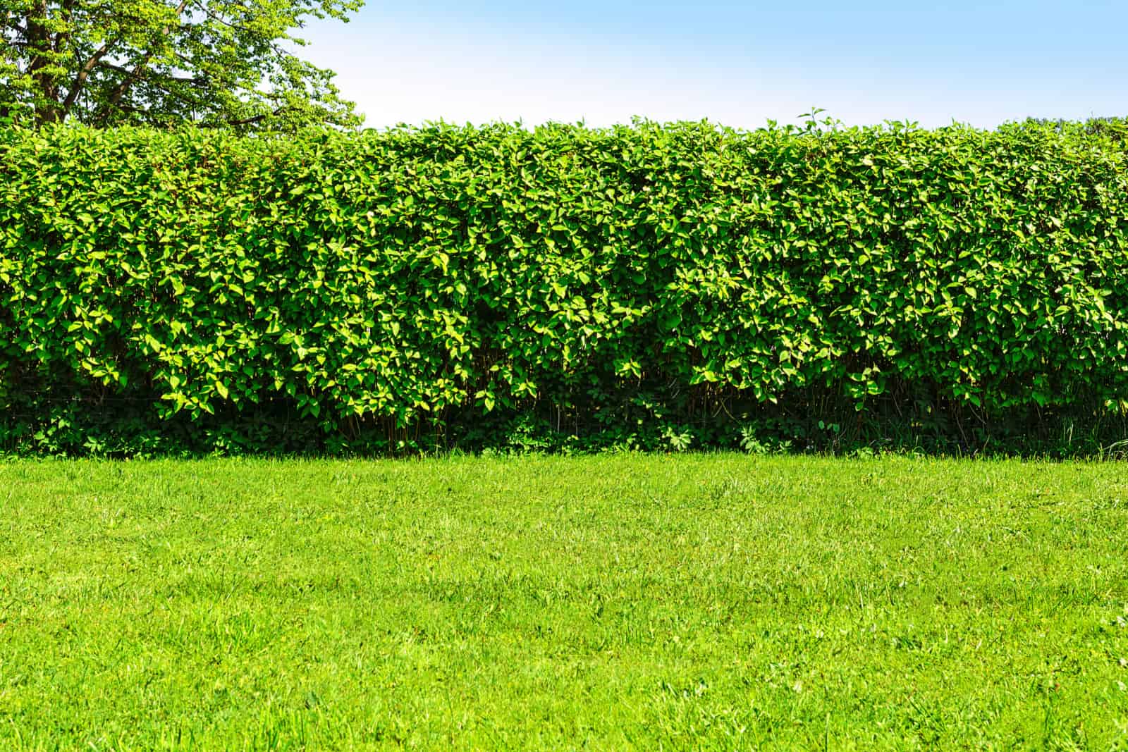 a green lawn and a big hedge on a blue sky background.
