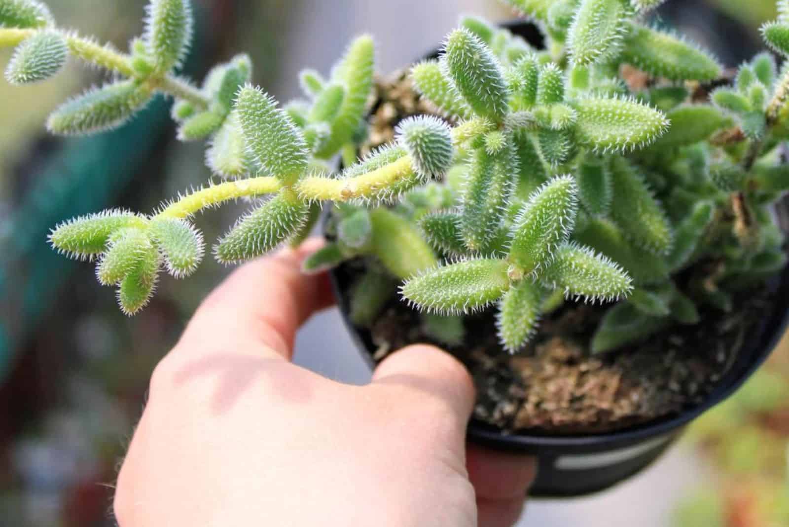 a woman holds a pot with delosperma echinatum in her hand