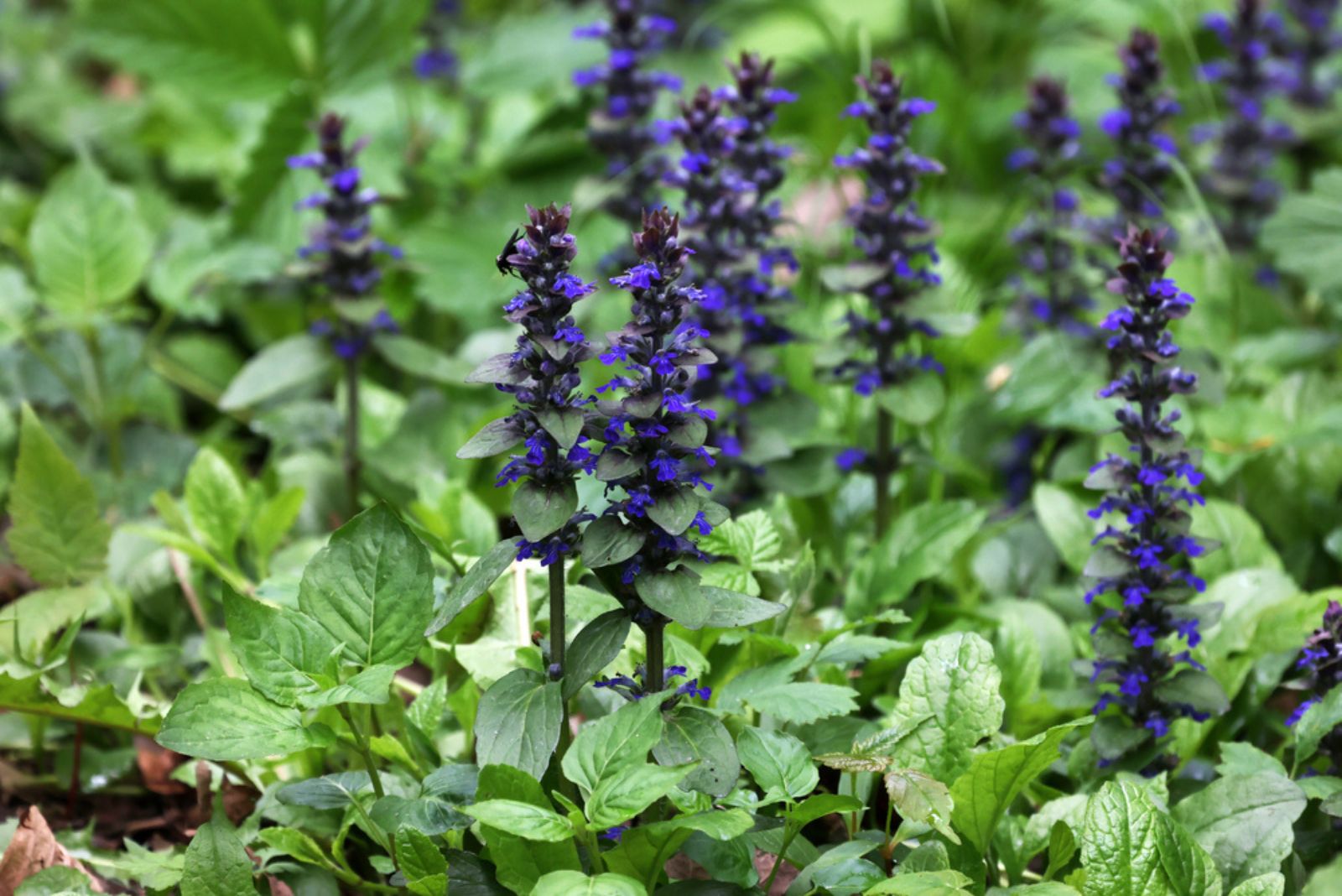 ajuga flowers