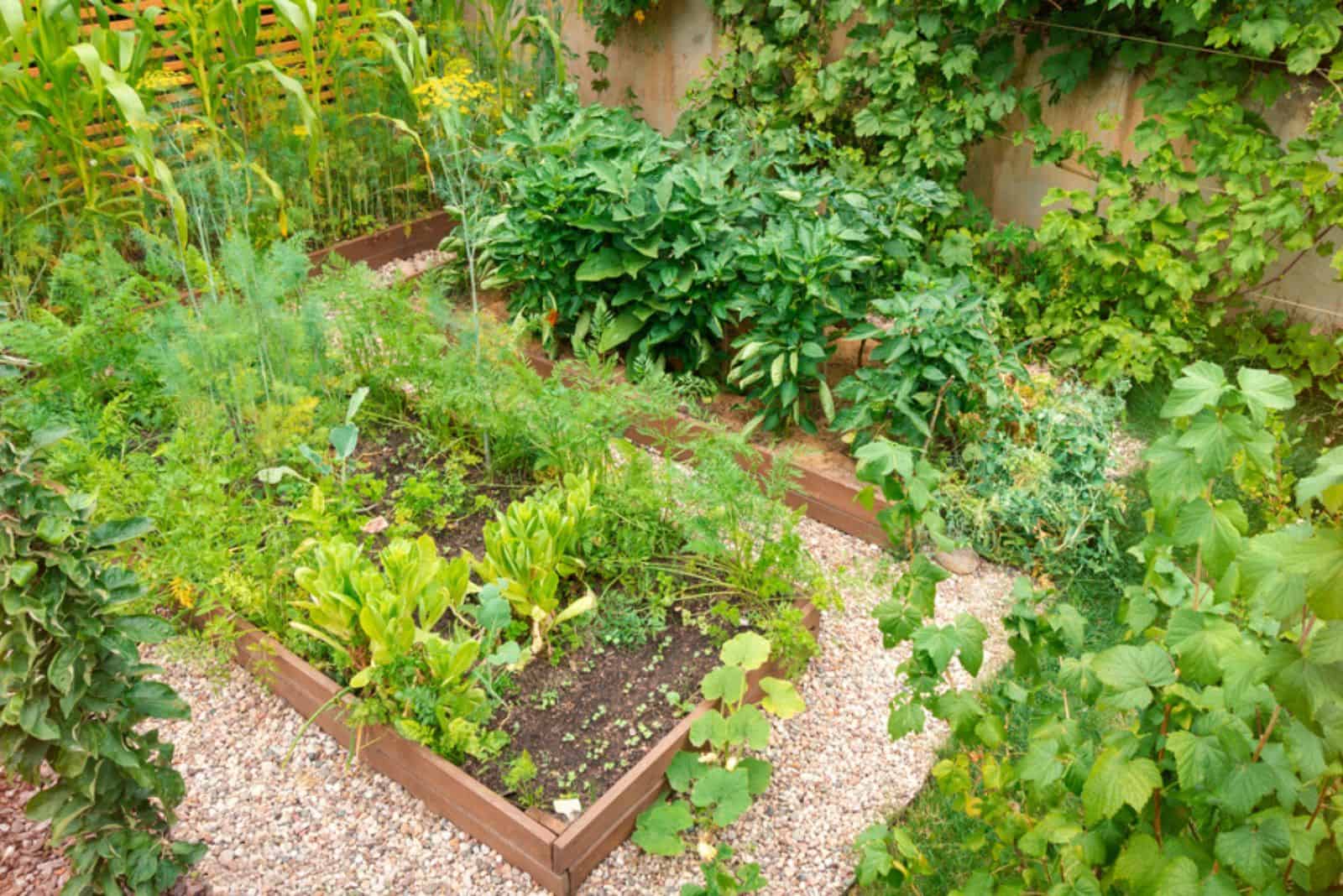 arden with raised wooden beds for growing organic vegetables 