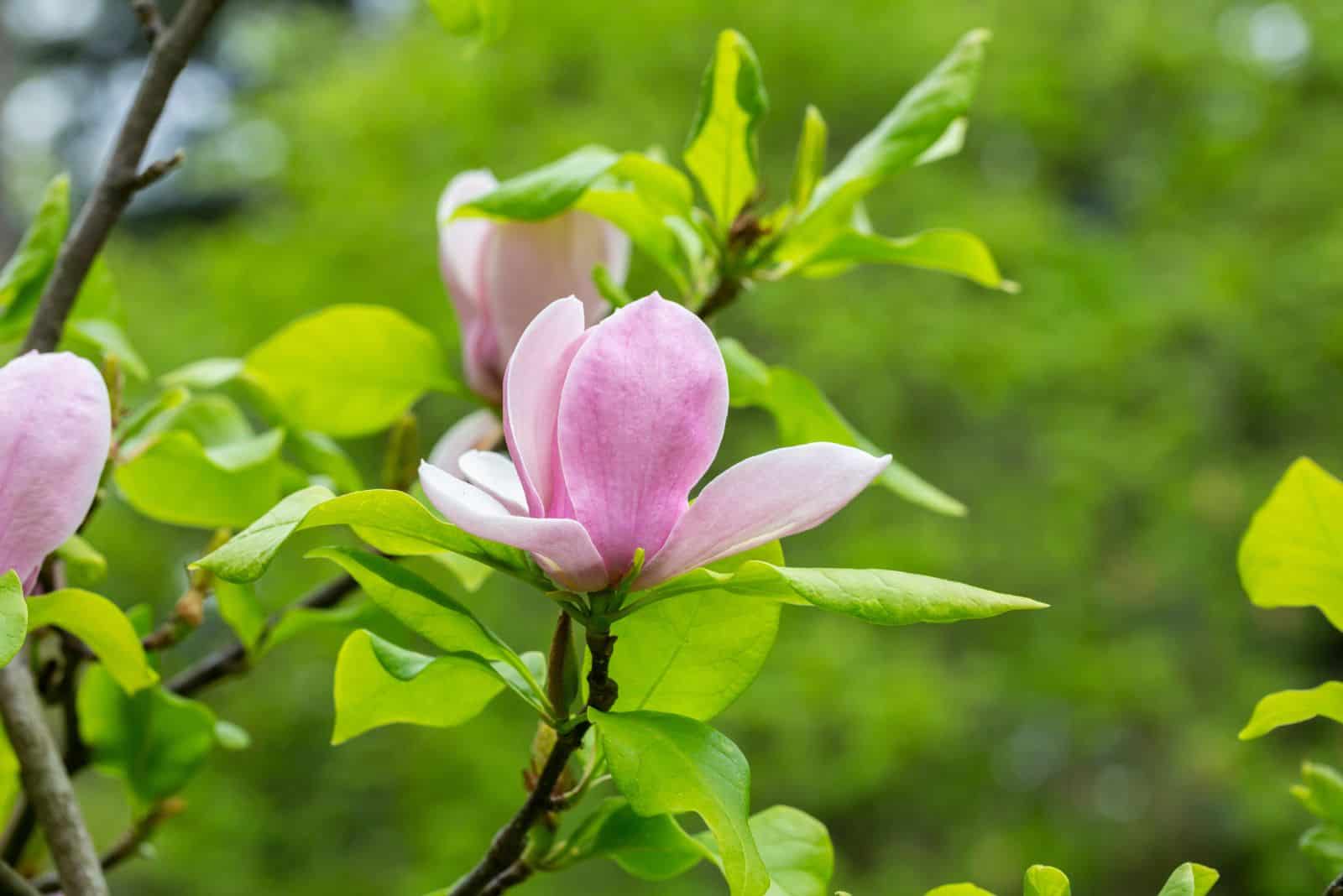 beautiful magnolia flowers