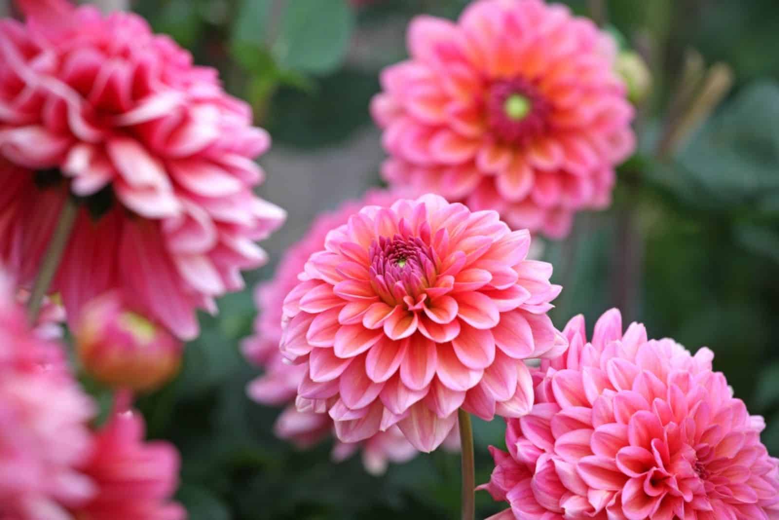 beautiful pink flowers Dahlias