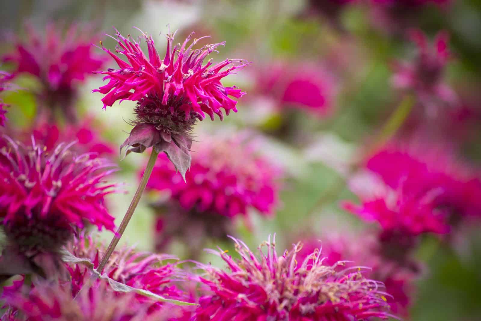 beautiful pink flowers bee balm