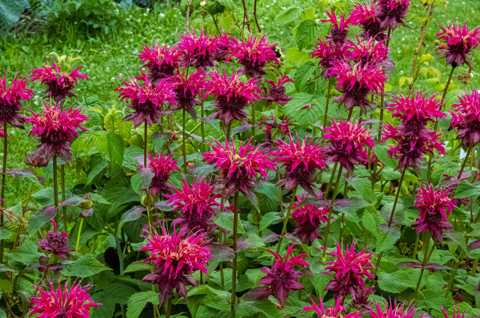 bee balm flowers