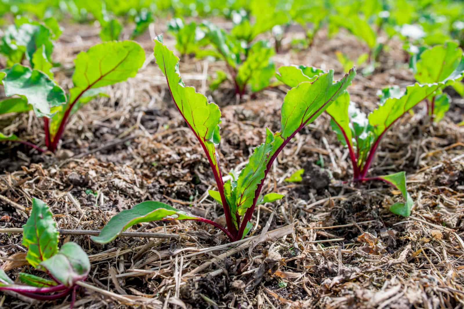beet leaves resently sprouted from the ground mulched with grass clippings.