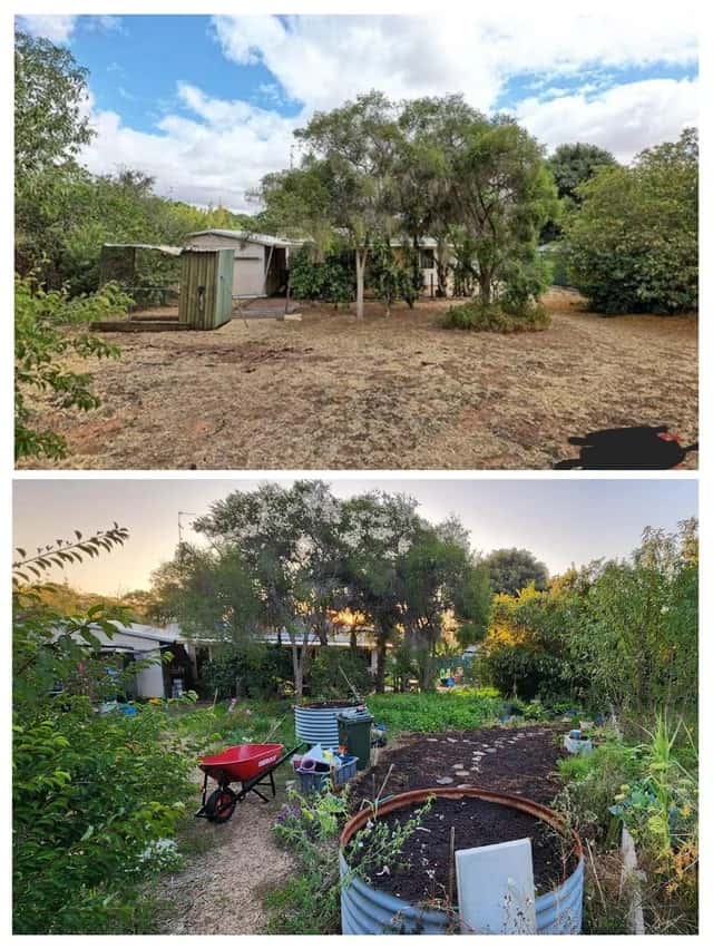 before and after photo of a biodiverse blooming garden
