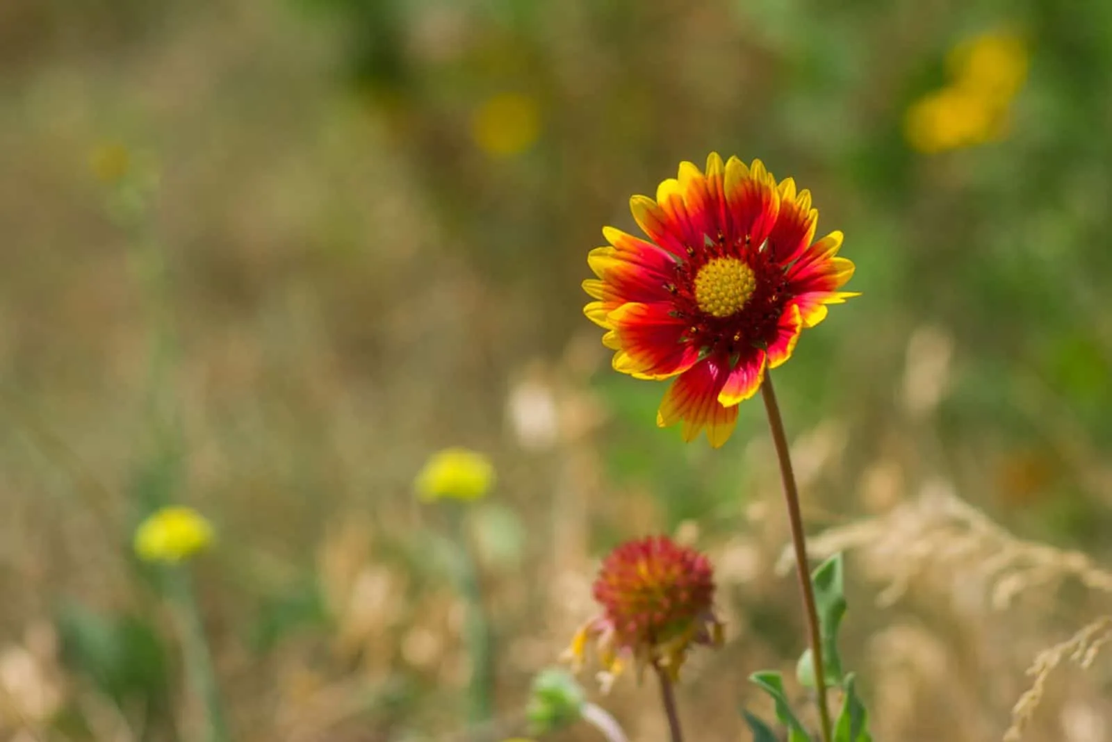 blanket flower in a summer wild field