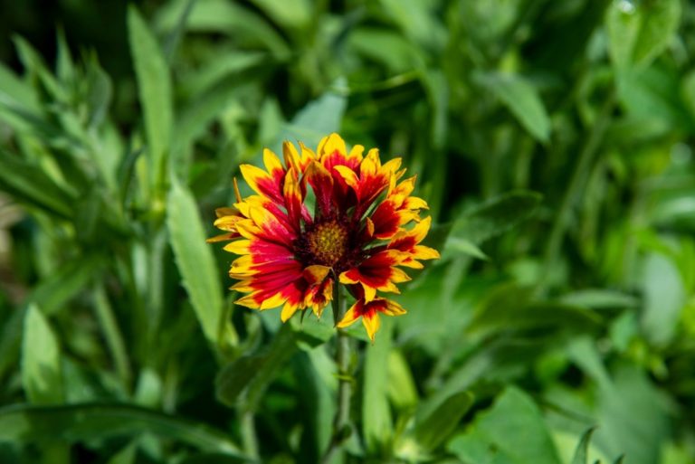 7 Reasons To Add Blanket Flowers To Your Garden