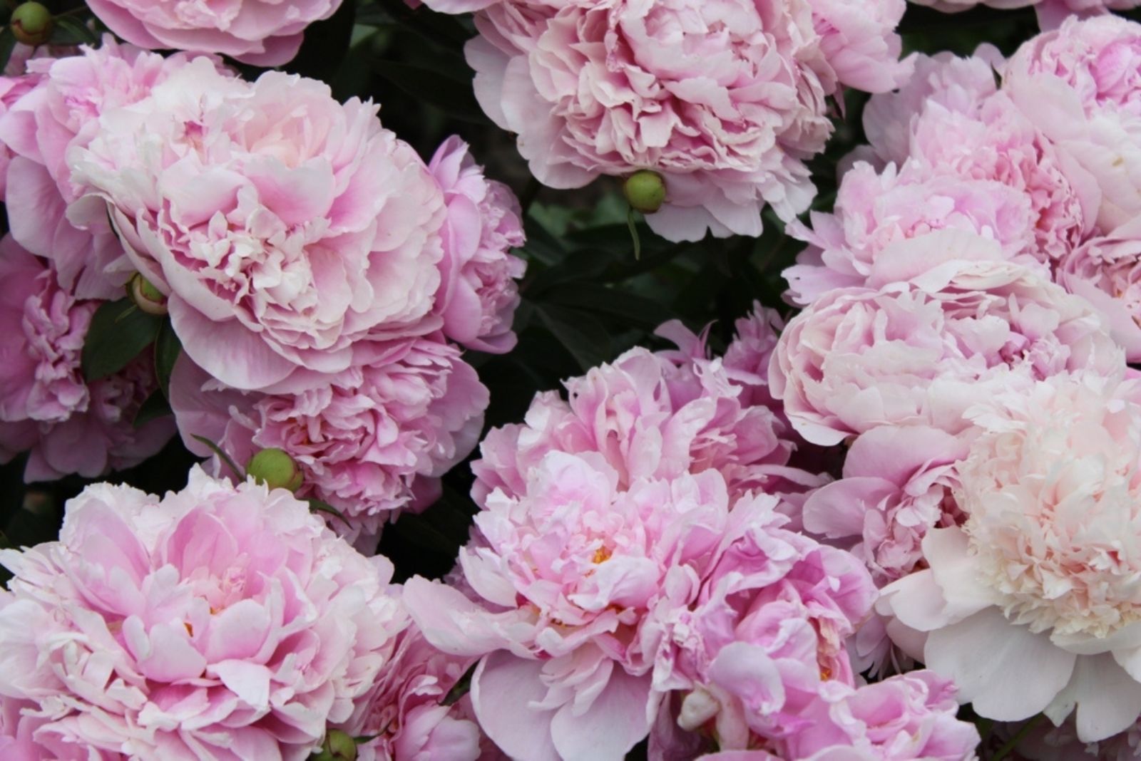 blooming pink peony’s