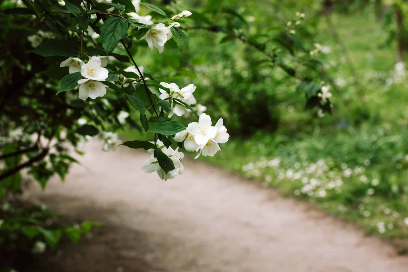 blooming white jasmine bushes in a spring summer botanical garden.
