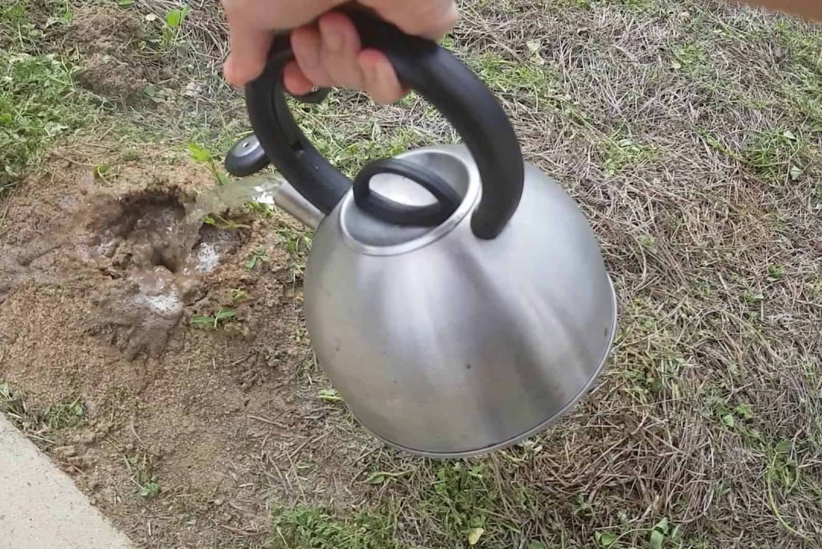 boiling water for an anthill