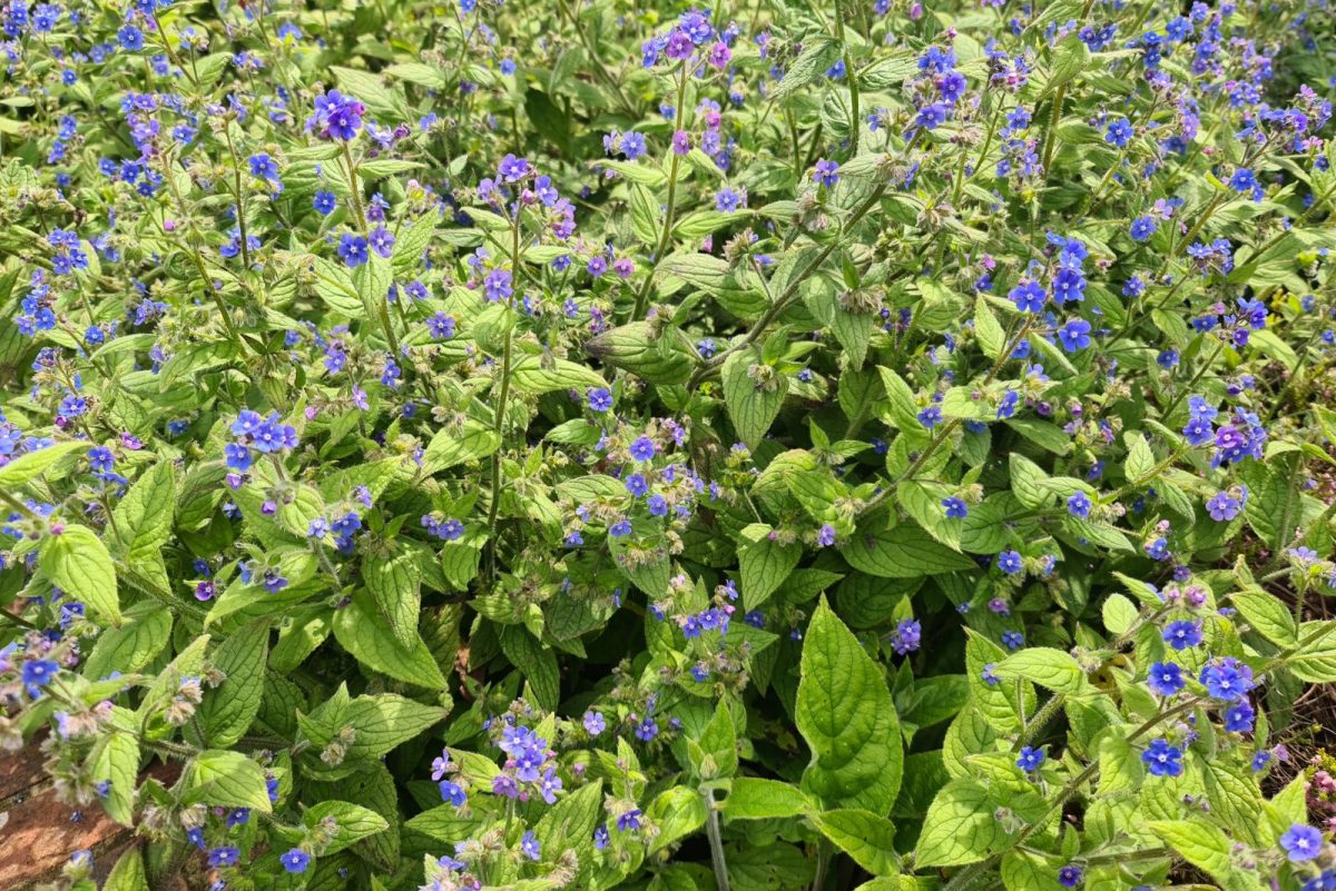 14 Reasons Why Everyone Should Grow Borage