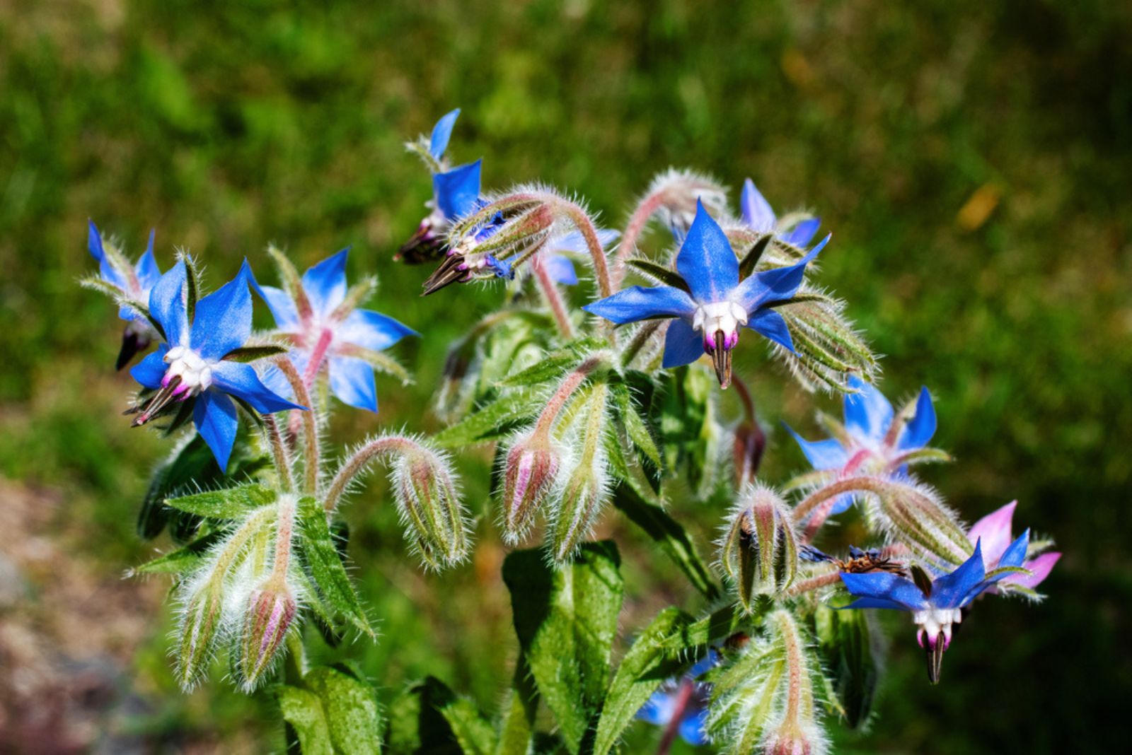 borage starflowers