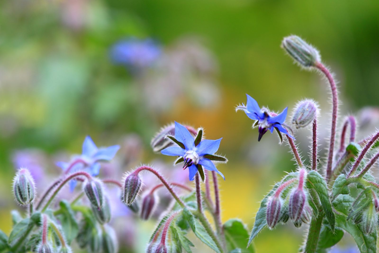 borage with blue flowers in the garden