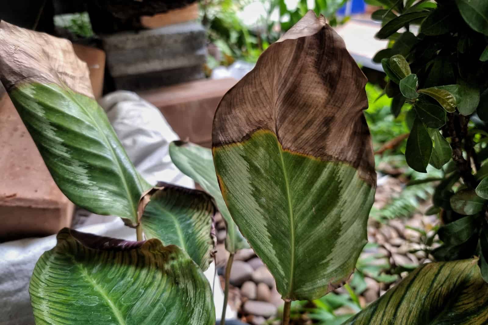 brown disease on houseplant leaves.