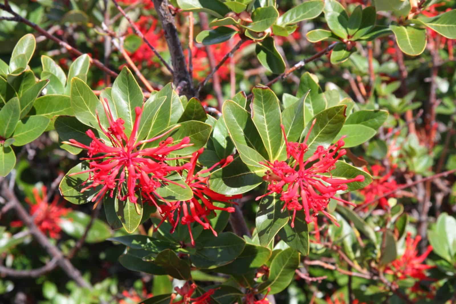 bush of red Chilean Firebush