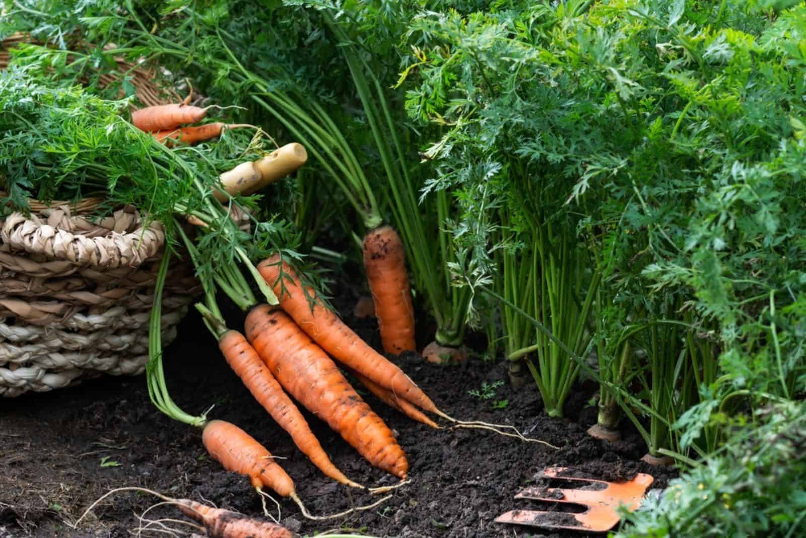 carrots in the ground