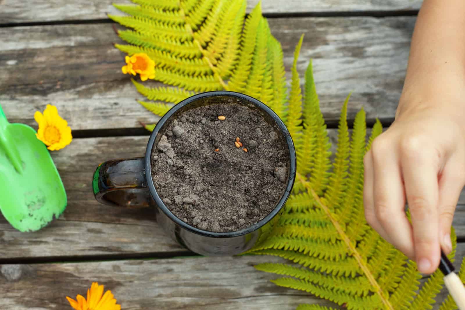 children's hands plant seeds in a flower pot