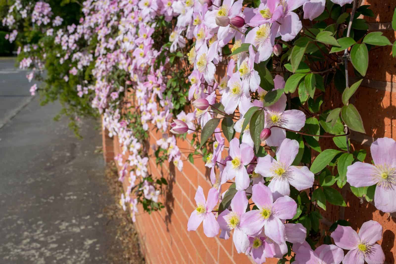 clematis grows over the wall