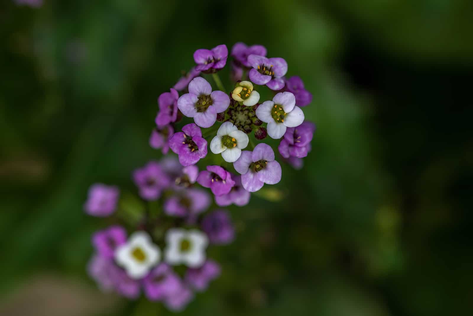 close up of pretty small pink and white flowers of sweet alyssum