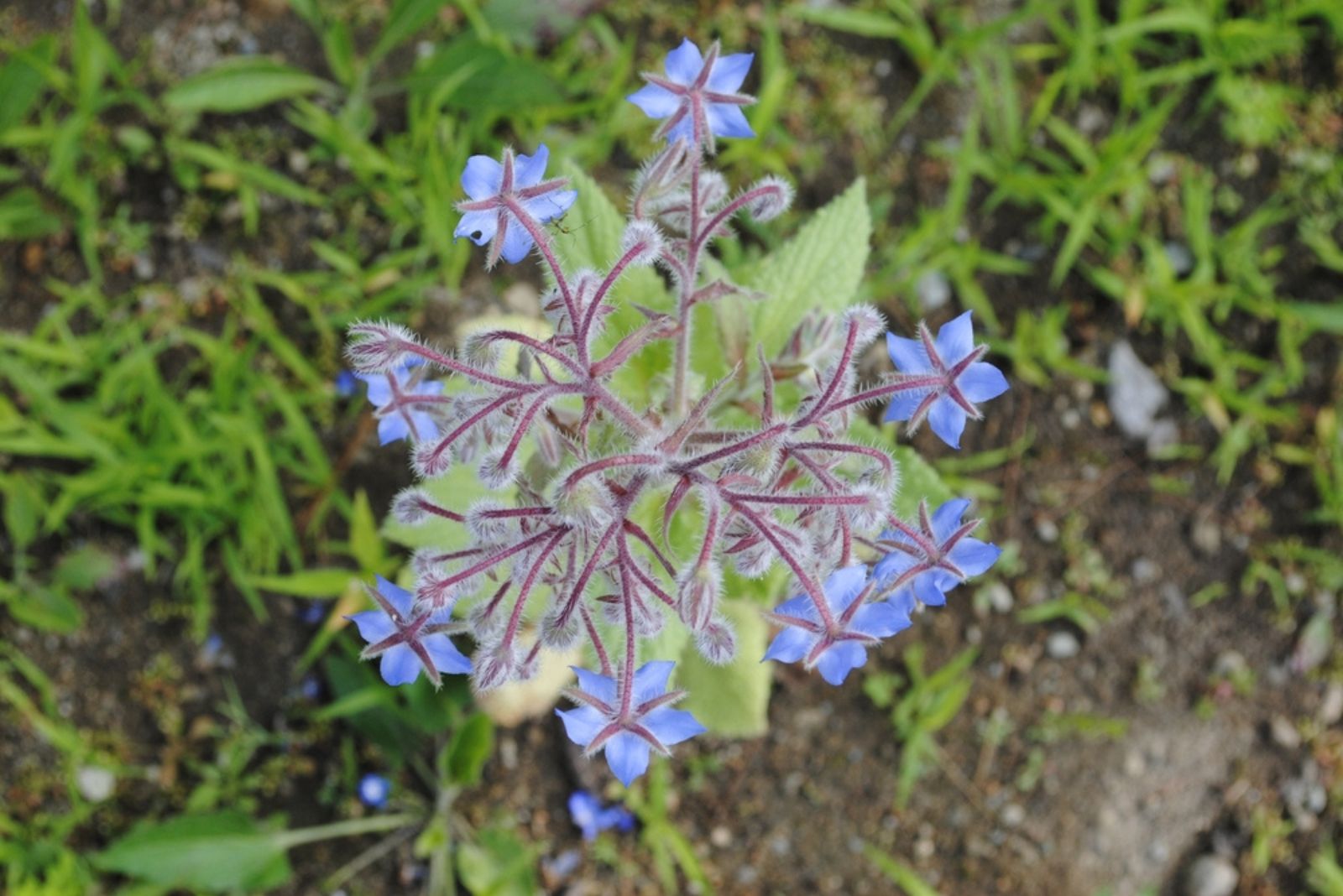 cluster of blue borage flowers