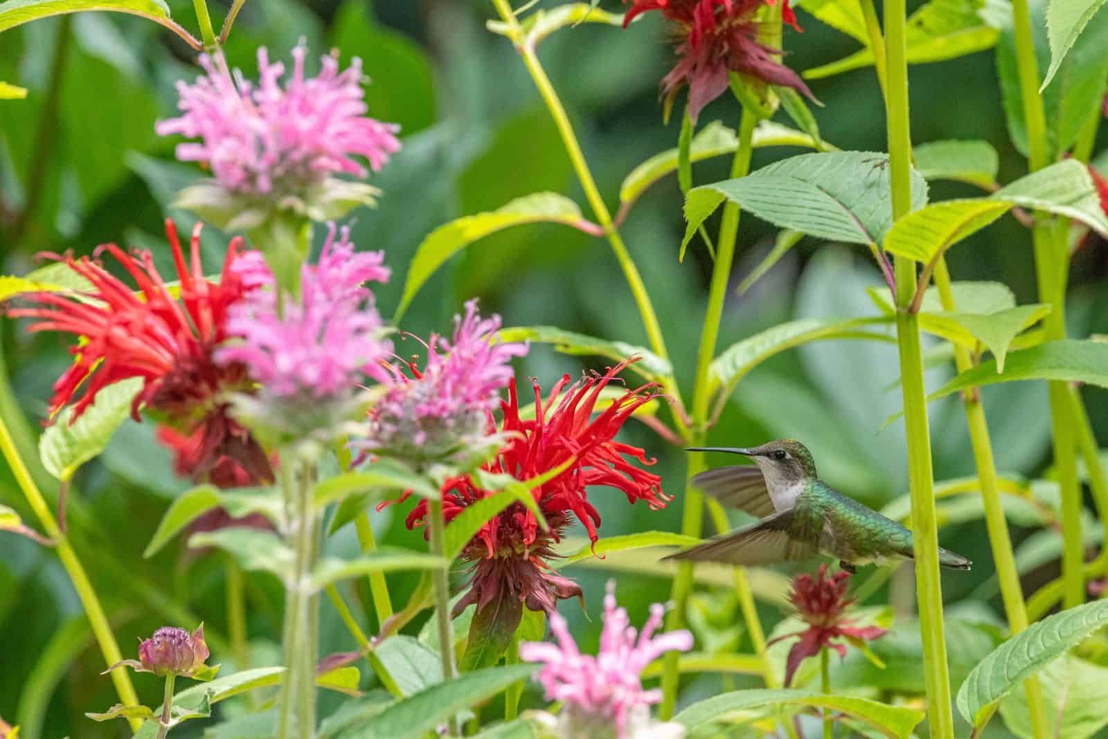 colorful bee balm flowers