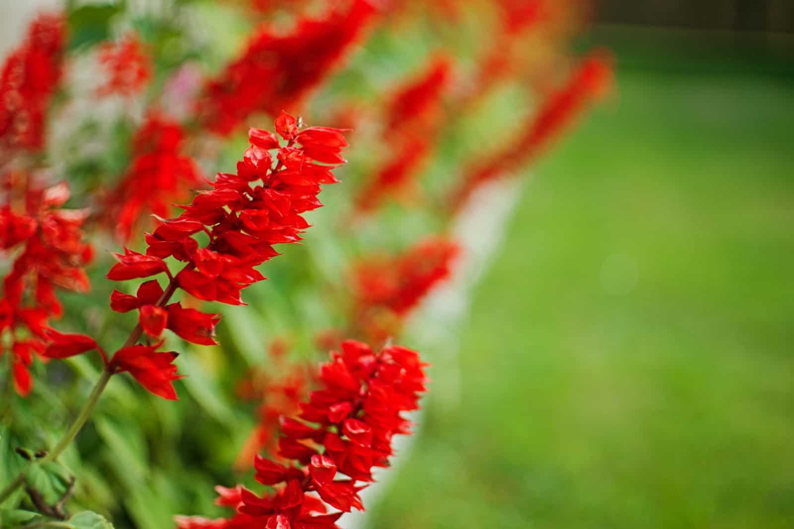 colorful red salvia, border plant