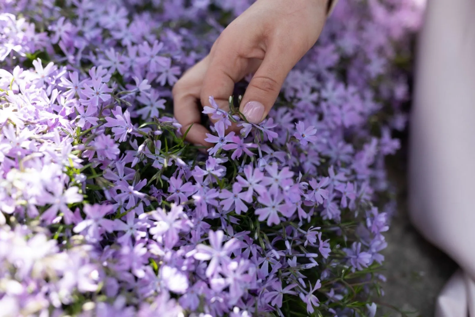 creeping phlox in garden
